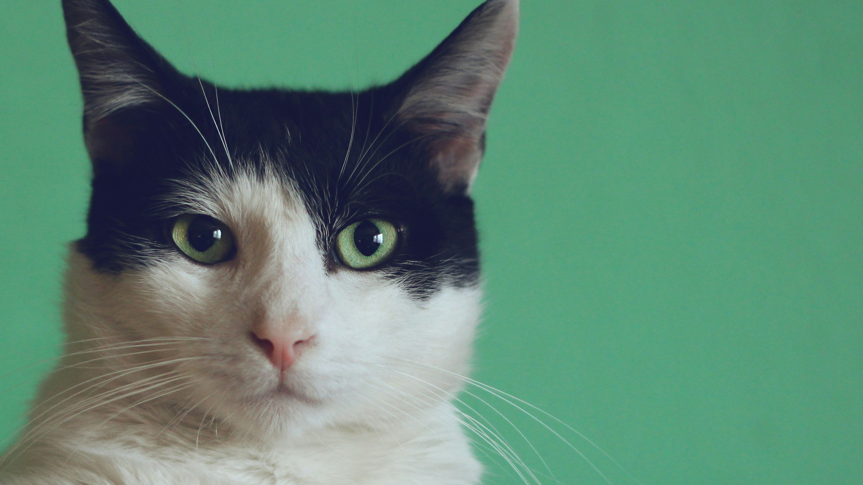 Foto de Manja Vitolic